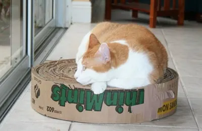 cat laying on a cardboard roll made from Girl Scout Cookies Case Box
