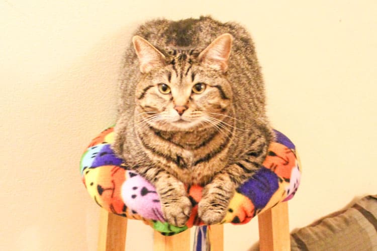 diy-cat-condo-from-a-stool-with-a-scratching-post