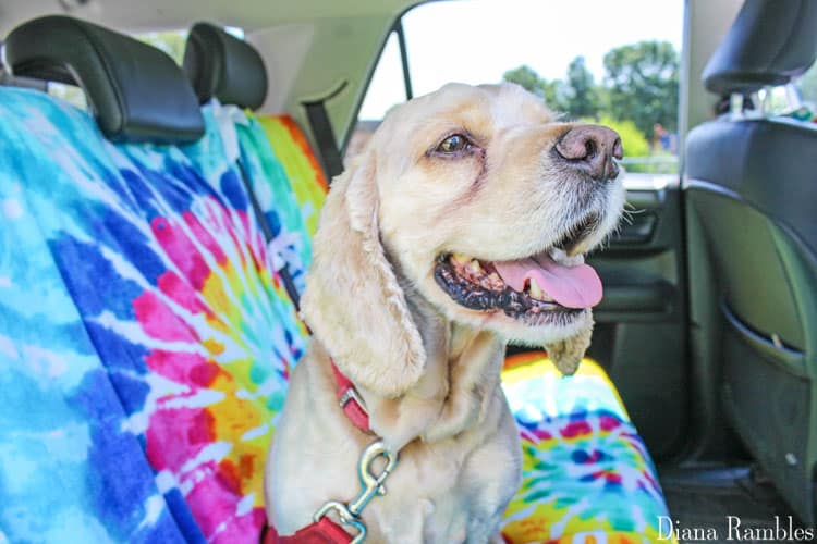 Diy Waterproof Rear Seat Covers For Protecting Your Car - How To Make A Back Seat Cover For Dogs