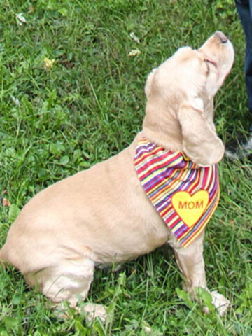 dog wearing a bandana that says MOM, sitting obediently look at his owner