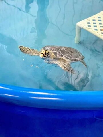 sea turtle swimming in a pool