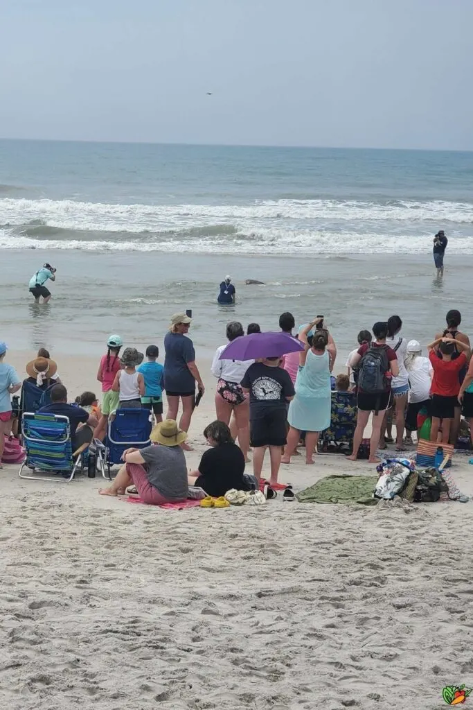 loggerback sea turtle being released into the ocean