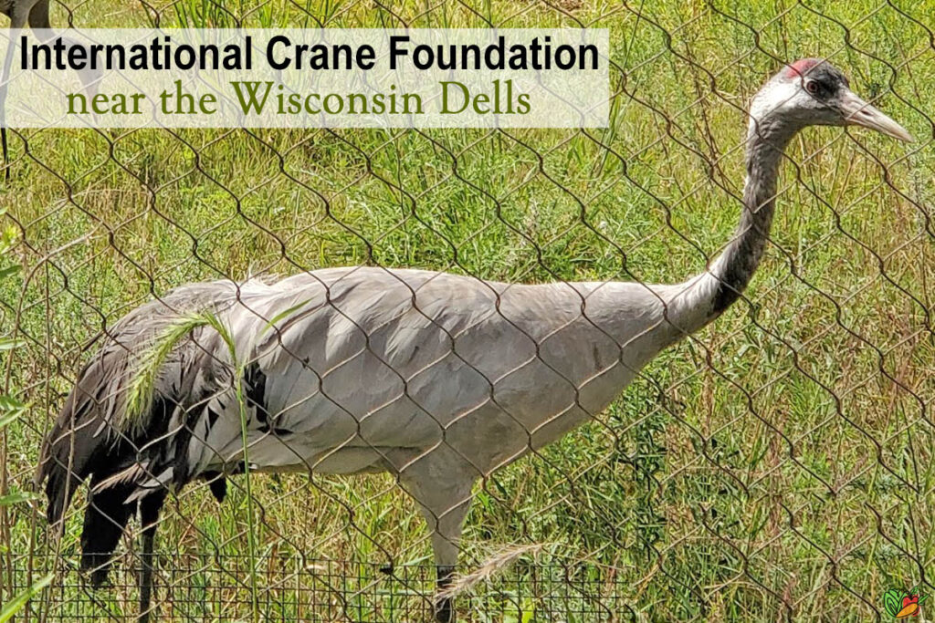 International Crane Foundation in Wisconsin