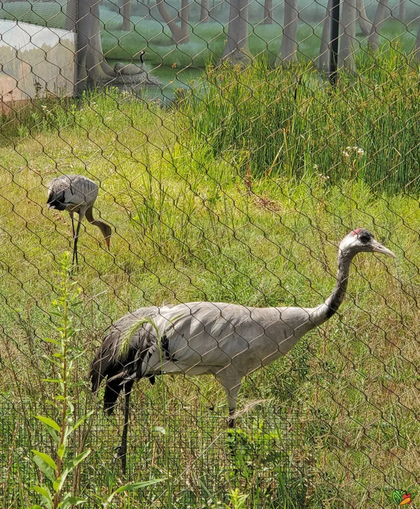 Two Eurasian Cranes