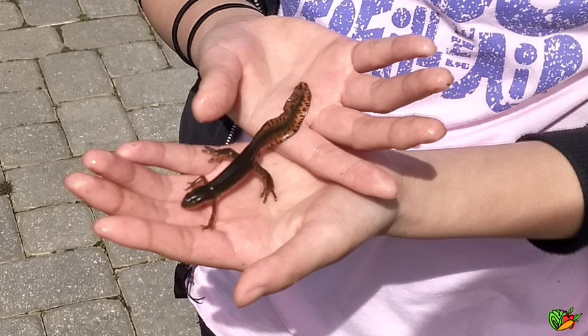 person holding a salamander