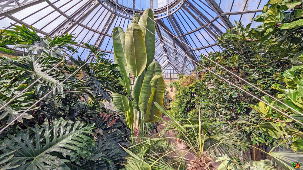 Palm Greenhouse Amsterdam
