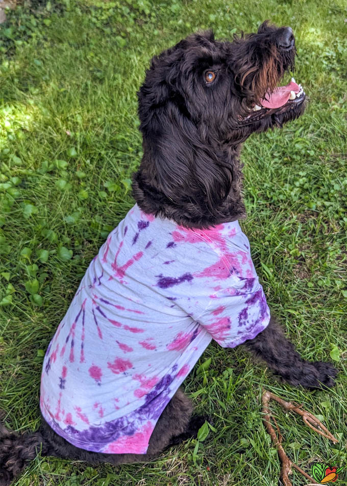 Dog in a homemade tie dye shirt