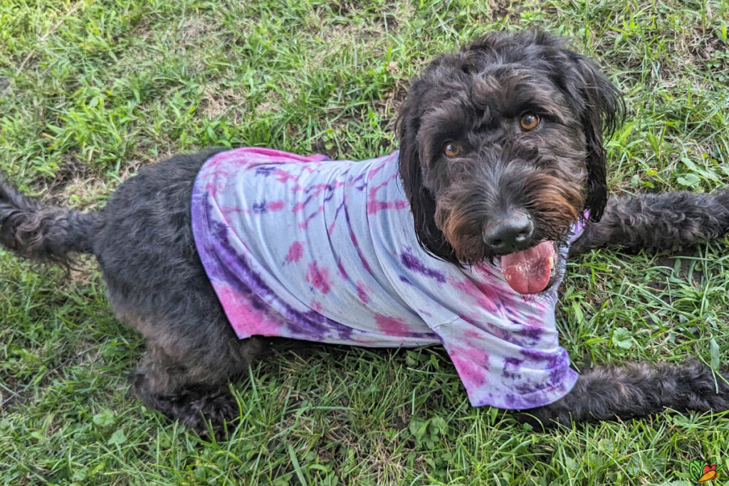 Tie Dye shirt on a Dog