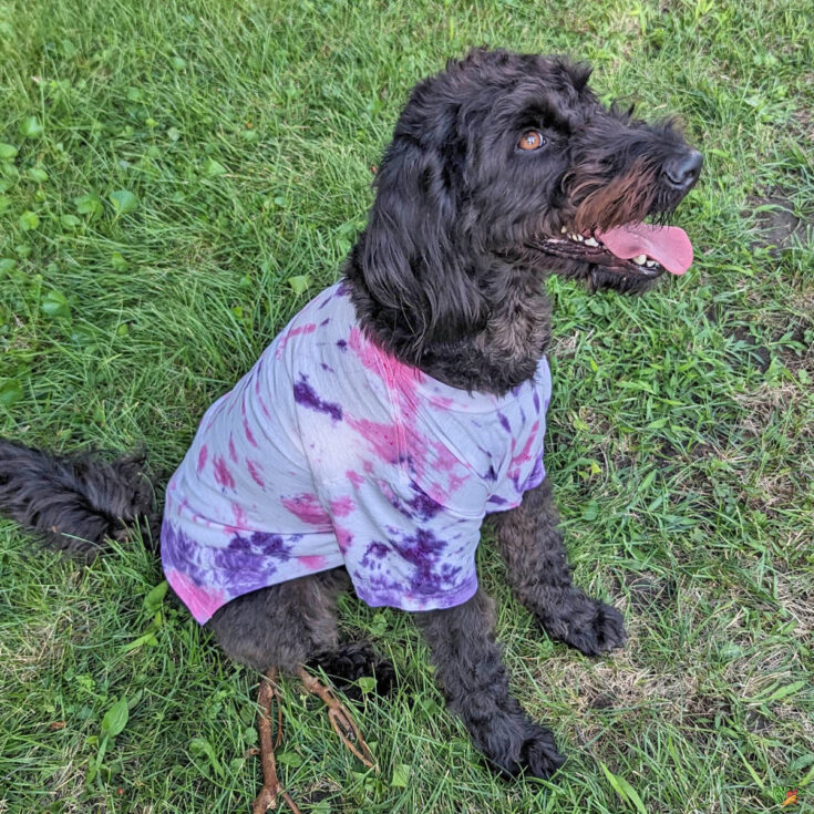 Dog wearing a Dog T Shirt