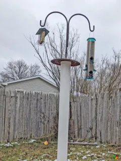 Bird Feeders on a pole with a PVC squirrel baffle