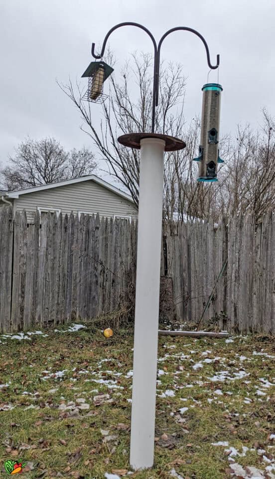 DIY Squirrel Baffle from PVC Pipe